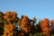 Colorful Fall Leaves in the FingerLakes of NYS