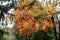 Colorful Fall leaves hanging from tree branches in the woods