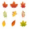 Colorful fall leaves set. Realistic bright autumn fallen leaves. Orange Maple, yellow oak leaf