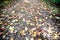 Colorful fall leaves on a trail in Banning State Park in MN