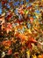 Colorful Fall Mosaic of Sweetgum Leaves