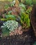 Colorful fall  rock garden with many flowers. Ornamental plants in green garden