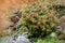 Colorful fall  rock garden with many flowers. Ornamental plants in green garden
