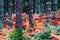 Colorful fall season pine dark creepy forest. Photo depicting au