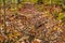 Colorful Fallen Leaves Cover the Forest Floor #1