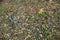 Colorful fallen leaves, green grass, brocken branches on forest ground