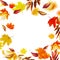 Colorful falling autumn leaves , fall frame, isolated on white background