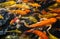 Colorful fancy carp fish, Koi carps crowding together competing for food,