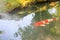 Colorful fancy carps koi fish in pond