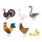 Colorful farm bird icons.