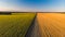 Colorful farm fields from above. Sunflower, wheat, rye and corn