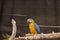 Colorful feather parrot locked in a cage