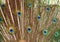 Colorful feathered tail of a male peacock as background