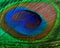 Colorful feathered tail of male peacock close up