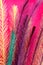 Colorful feathery background