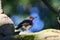 Colorful female Common Flicker bird
