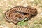 Colorful female Vipera berus