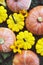 Colorful feshly picked organic homegrown pumpkins, close up.