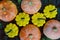 Colorful feshly picked organic homegrown pumpkins, close up.