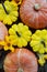 Colorful feshly picked organic homegrown pumpkins, close up.