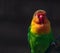 Colorful Fichers lovebird from Tanzania, Africa