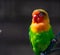 Colorful Fichers lovebird from Tanzania, Africa