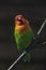 Colorful Fichers lovebird from Tanzania, Africa