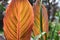 Colorful ficus leaves detail