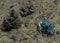 Colorful Fiddler crabs in the low tide mud Bako park Borneo