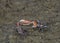 Colorful Fiddler crabs in the low tide mud Bako park Borneo