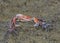 Colorful Fiddler crabs in the low tide mud Bako park Borneo