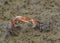Colorful Fiddler crabs in the low tide mud Bako park Borneo