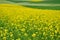 Colorful field background