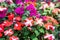 Colorful field of Busy Lizzie, scientific name Impatiens walleriana flowers also called Balsam, flowerbed of blossoms. Impatiens