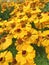 A colorful field filled with bright yellow Helenium flowers