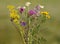 Colorful field flower bouquet with bellflower, daisies, bedstraw, knapweed and Larkspur