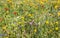 Colorful field margin with varied sown flowers along the field