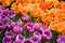 Colorful field of orange and magenta tulips