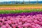 Colorful field of rows of tulips