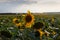 Colorful field of sunflowers in the Ryazan region