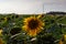 Colorful field of sunflowers in the Ryazan region