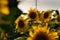 Colorful field of sunflowers in the Ryazan region