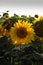 Colorful field of sunflowers in the Ryazan region
