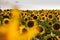 Colorful field of sunflowers in the Ryazan region