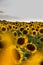 Colorful field of sunflowers in the Ryazan region