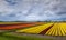 Colorful field with tulips