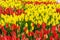 Colorful field of tulips background. Beautiful spring landscape. Bloom of blossom flowers