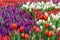 Colorful field of tulips background. Beautiful spring landscape. Bloom of blossom flowers