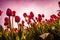 Colorful field of tulips, Netherlands. Keukenhof park, Holland.