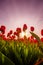 Colorful field of tulips, Netherlands. Keukenhof park, Holland.